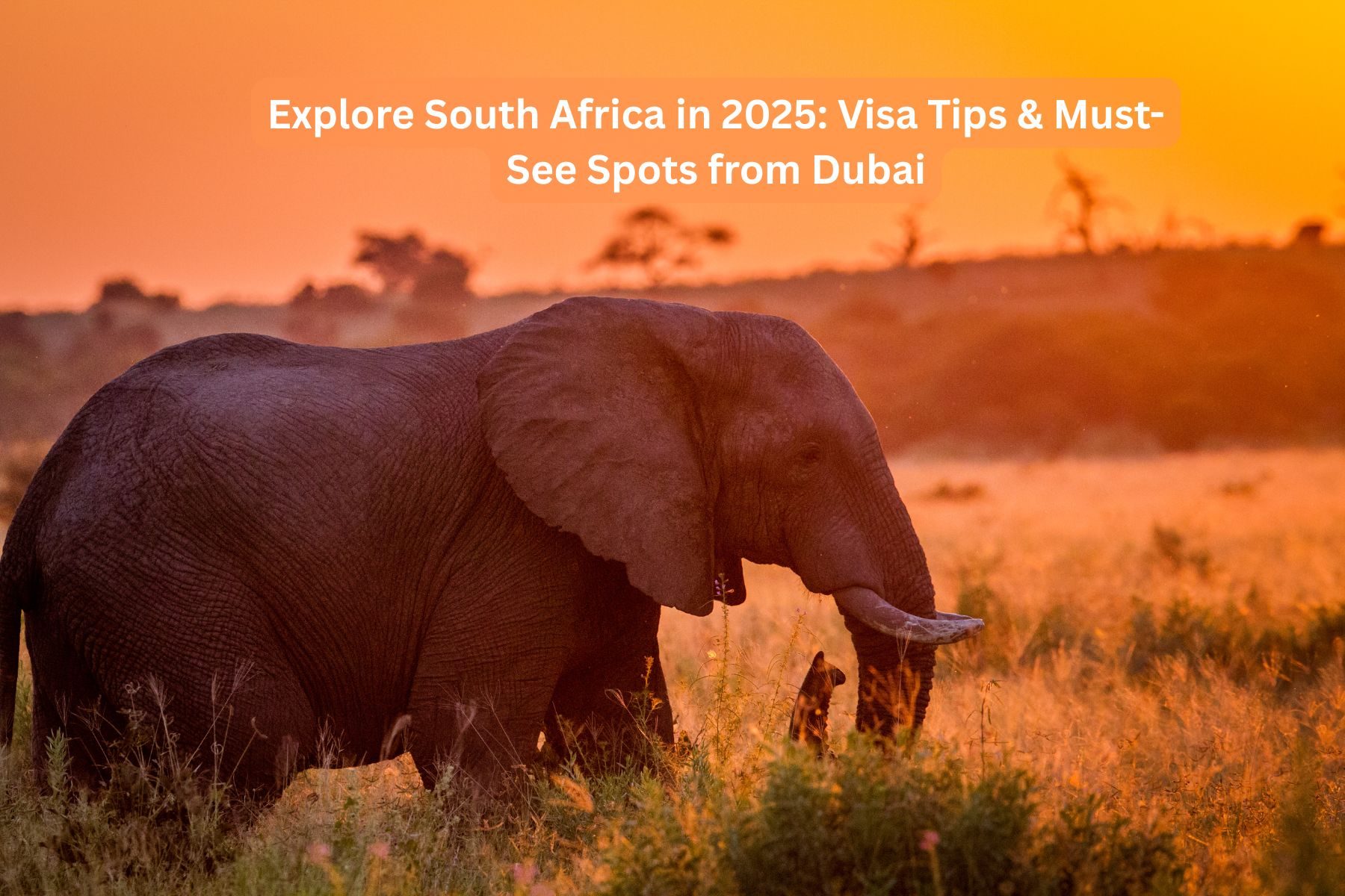 Explore South Africa in 2025: Visa Tips & Must-See Spots from Dubai