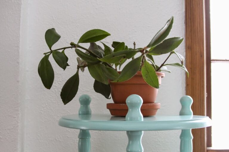 Eucalyptus-Plant-Indoor