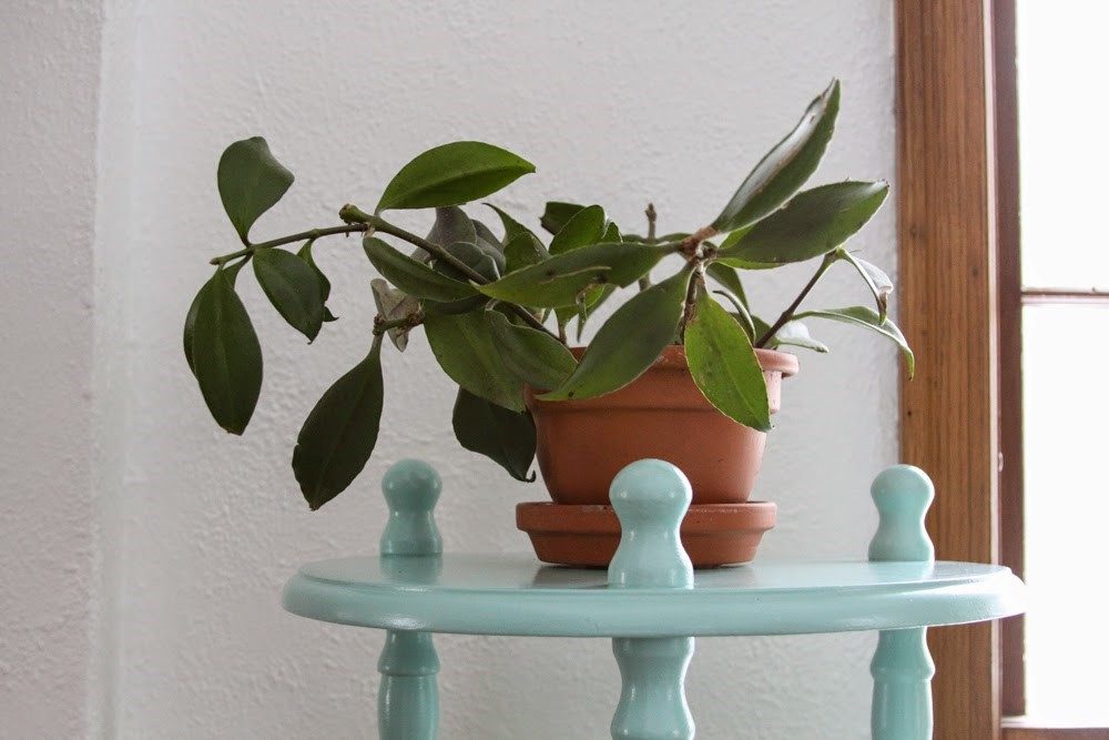 Eucalyptus Plant Indoor, Low Maintenance Indoor Plants for Easy Care and Air Purification