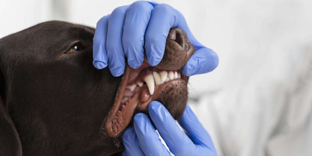 Why Your Pet’s Dental Health Matters More Than You Think
