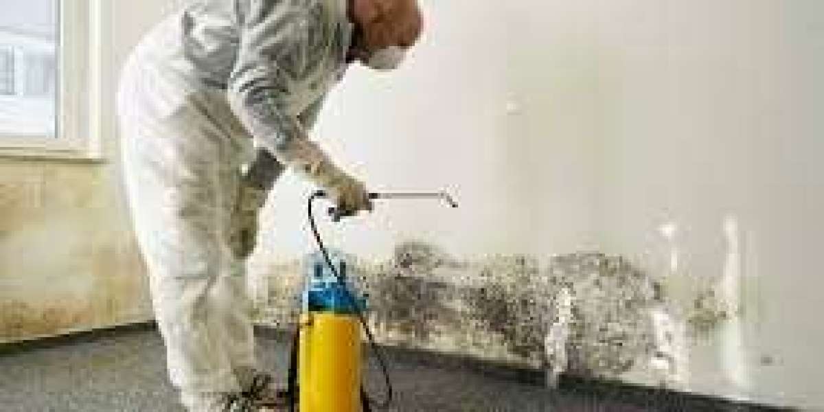 Mold in Your Home? Here’s What to Do Before It Gets Out of Hand