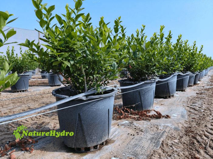 What is the Best Soil Mix for Blueberries in Containers?