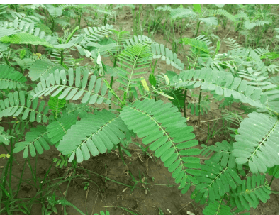 Top Hindi Agriculture Websites in India Every Farmer Should Know