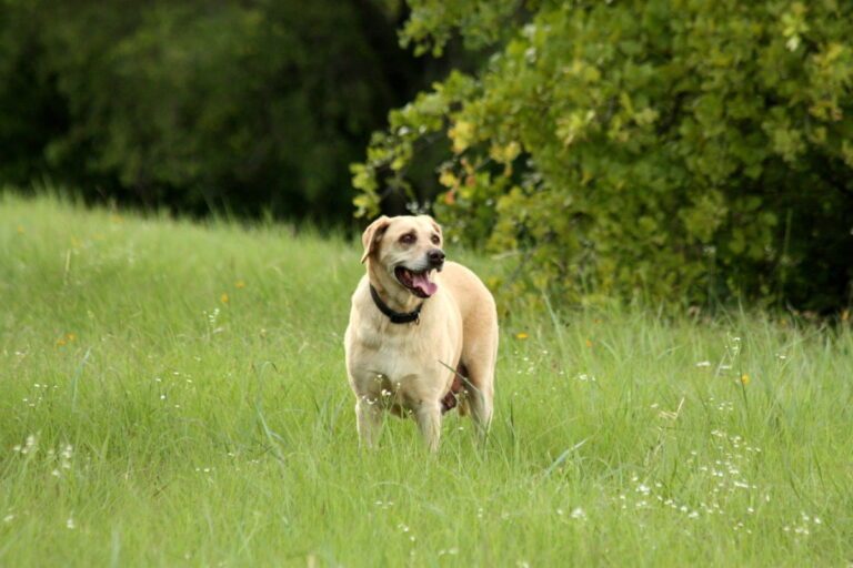 top-10-most-popular-dog-breeds-in-america