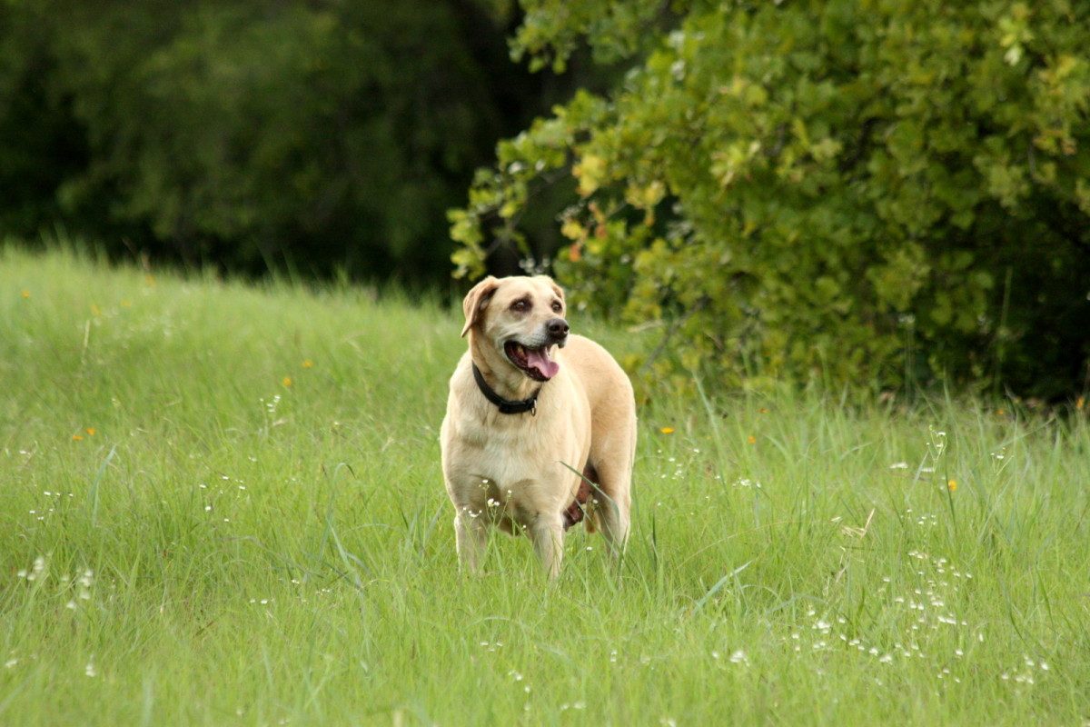 Essential Gear for Every Dog Owner: Muzzles, Tactical Harnesses, Crates, and Flirt Poles