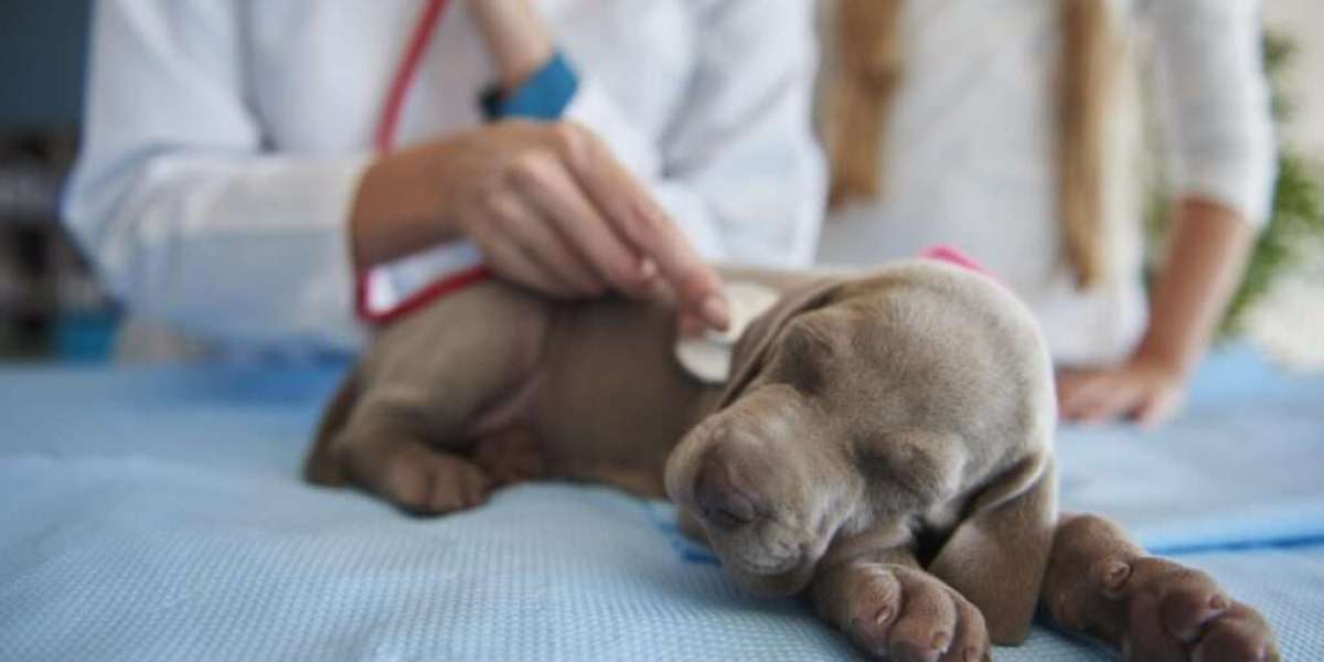How to Spot and Handle a Pet Cancer Emergency: What Every Pet Parent Should Know