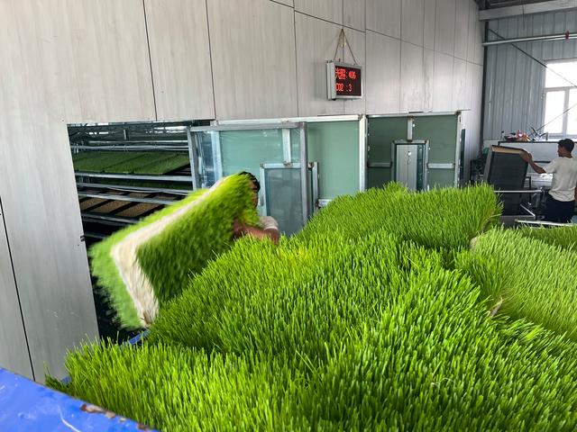 fodder-feeding-system