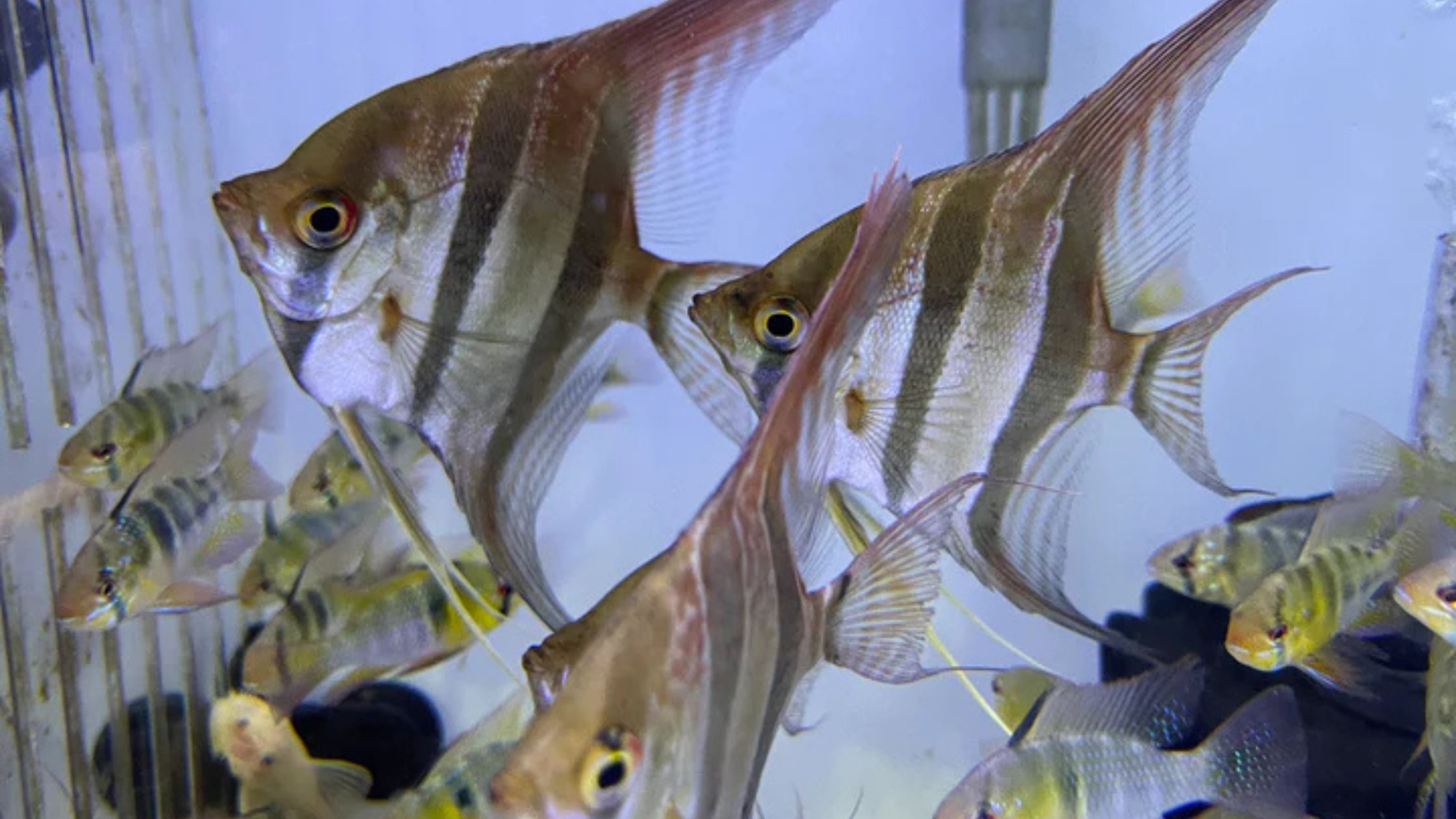 How Do Altum Angelfish Behave Around Predatory Fish Like Goonch Catfish?