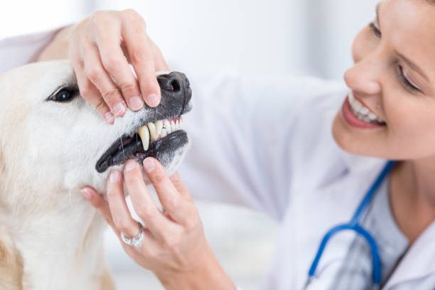 From Bad Breath to Broken Teeth: How an Animal Dental Specialist Can Help