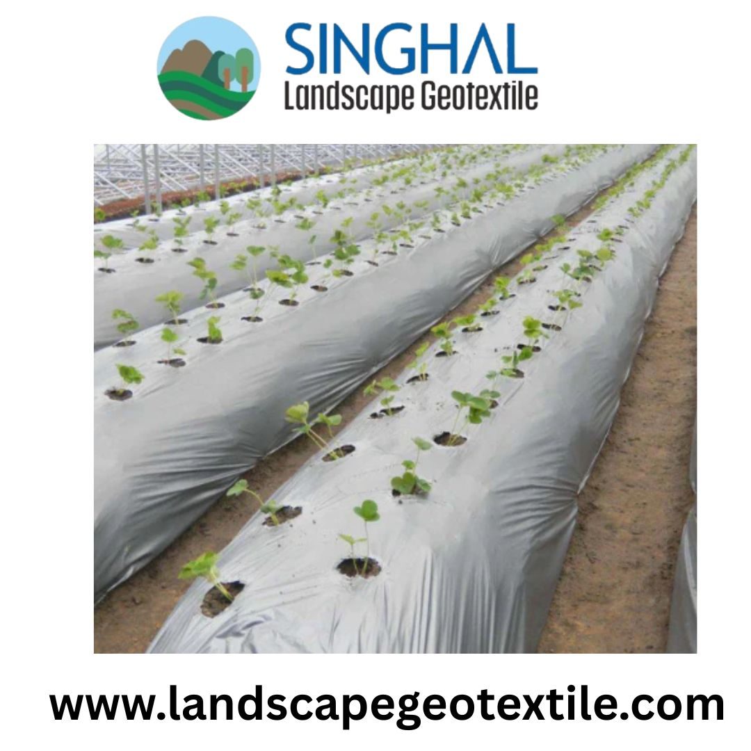 Mulch Film Supports Sustainable Farming And Weed Control