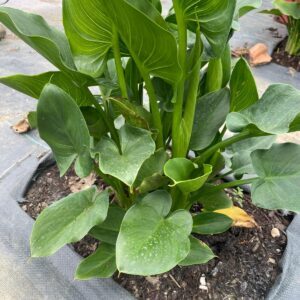 How to Plant Arum Lily Bulbs for Strong, Healthy Growth