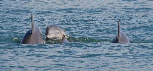 Dolphin Watching in Charleston: The Secret Coastal Experience Most Travelers Miss